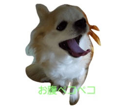 55533674