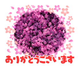 555432657