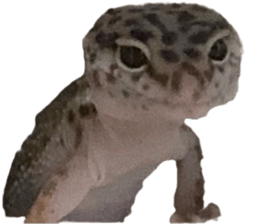 555450323