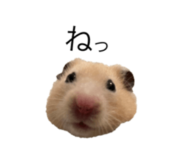 555485507
