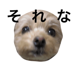 55549545