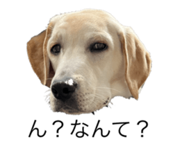 555516463