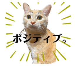 555516599