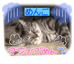 555521181