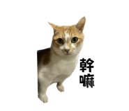 555540006