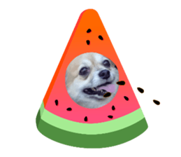 555584958