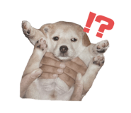 555737729