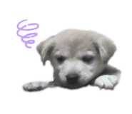 555737733