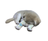 555737739