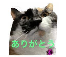 555752726