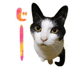 555816815
