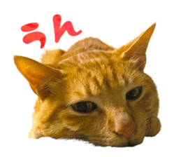 555816816