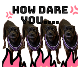 555816920