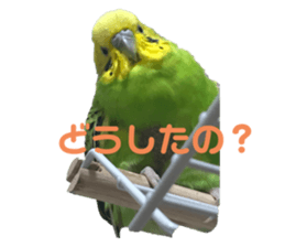 555947615