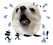 555961772