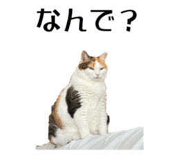 555965033