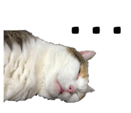 555965035