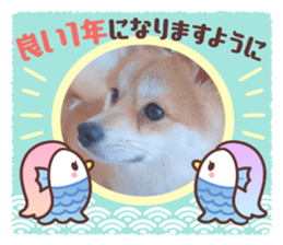 556035667
