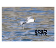 556129623