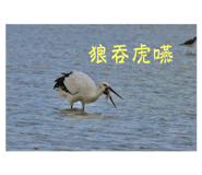 556235711