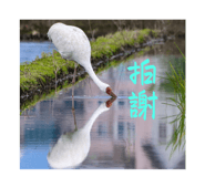 556235717