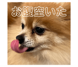 556254495