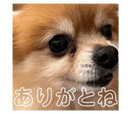 556254497