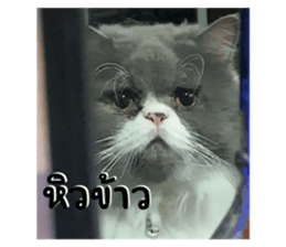 556352304