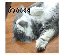 556352305