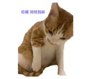 556414991