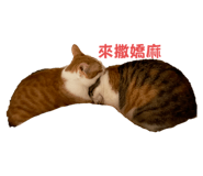 556414995