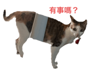 556414997