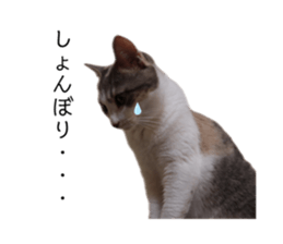 556430404