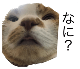 556606411