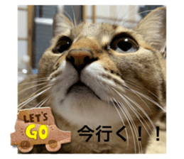 556695811