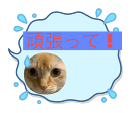 556703250