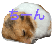 556708455
