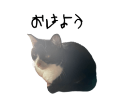 556729175