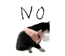 556729181