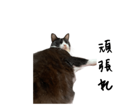 556729184