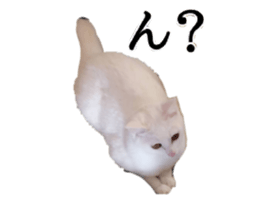 556734803