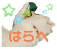 556739972