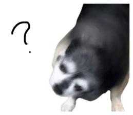 556793515