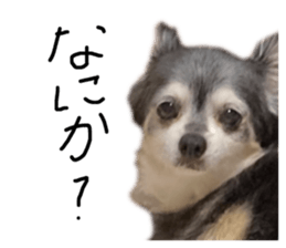 556793517