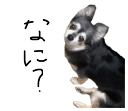556793518