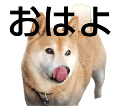 556829588