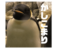 55685129