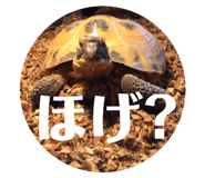 55685135