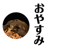 55685137