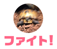 55685141